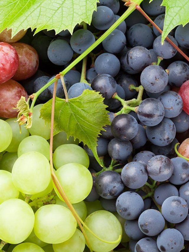 From Gut to Genes: The Shocking Power Hidden Inside Ordinary Grapes