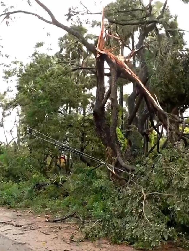 पेड़ गिरे, ट्रेनें रद्द, बिजली सप्लाई भी ठप...वीडियो में देखें साइक्लोन मोंथा से मची तबाही