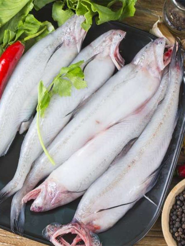 বাঙাল প্রিয় ল্যাতল্যাতে মাছ খেলেই রক্ত হবে আরও লাল