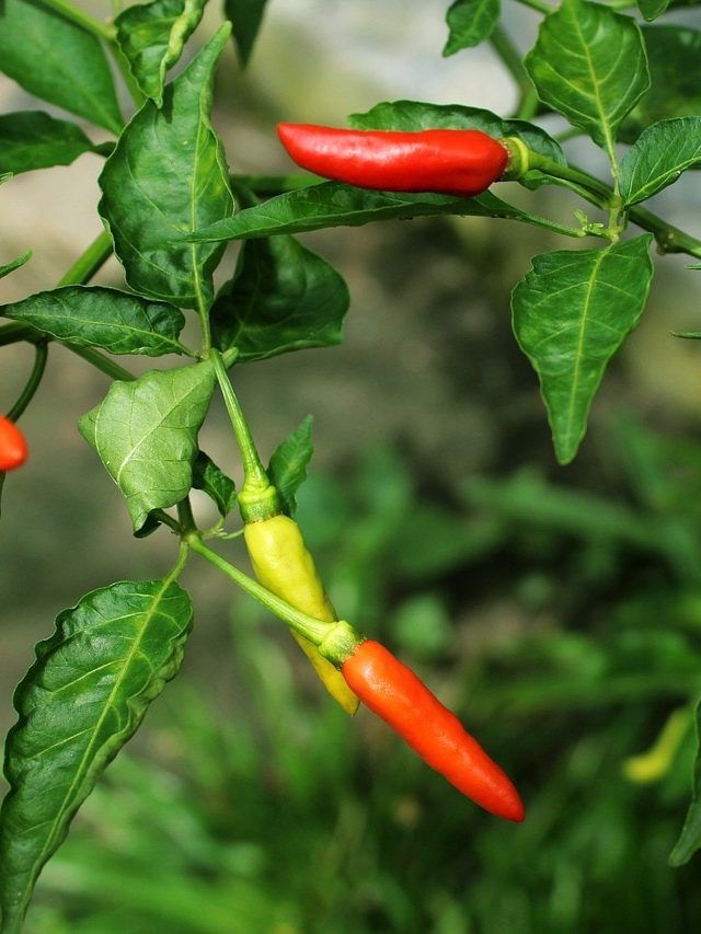 गमले में उगाएं हरी मिर्च का पौधा, बाजार से खरीदने का झंझट होगा खत्म, आसान है तरीका