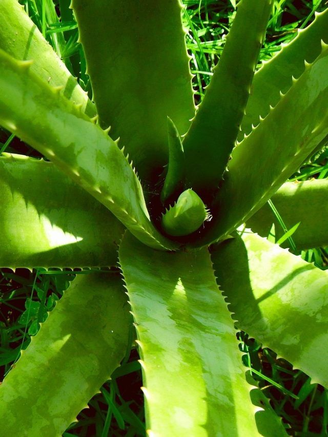 घर में एलोवेरा का पौधा है तो इन बातों का रखें ख्याल,हमेशा रहेगा हेल्दी