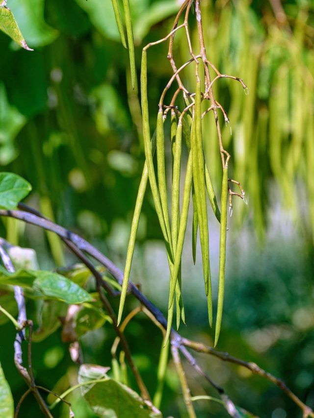 छोटी बालकनी में भी उग जाएंगी हरी बीन्स, फ्री में मिलेगी स्वादिष्ट और पौष्टिक सब्जी