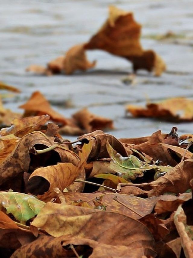 पतझड़ में गिर रही पेड़-पौधों की पत्तियां फेकें नहीं, इन 5 तरीकों से गार्डन में करें इस्तेमाल