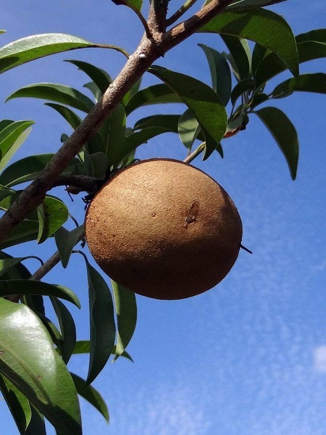 घर की बालकनी में लगाएं चीकू का पौधा, ये है स्टेप बाय स्टेप पूरा प्रोसेस