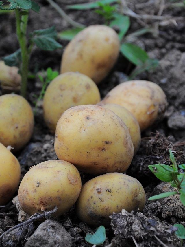 आलू की खेती कब करें? सही समय से लेकर नई किस्म तक...जानें सबकुछ