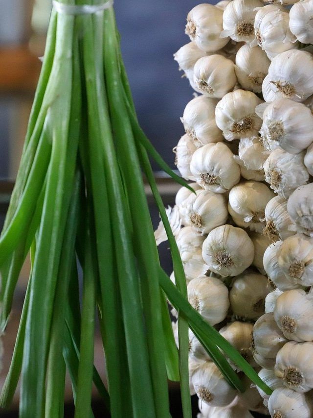 अक्टूबर में लगा लें लहसुन, खूब लहलहाएगी फसल, जानें स्टेप बाय स्टेप तरीका