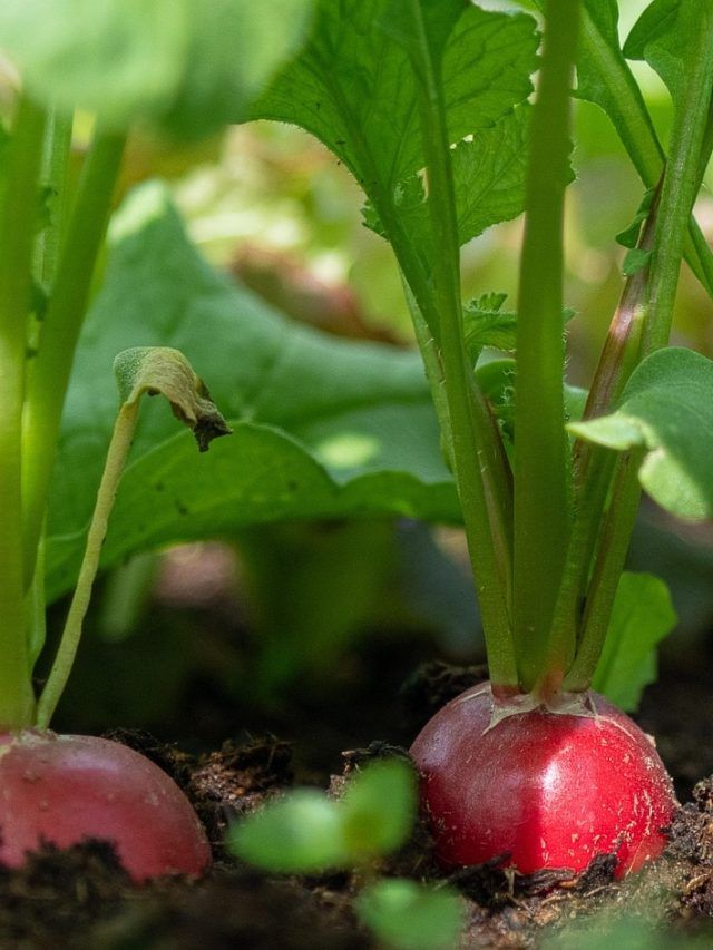 घर में उगाएं मूली, महीनेभर में मिलेगी ताजी सब्जी और ऑग्रेनिक सलाद