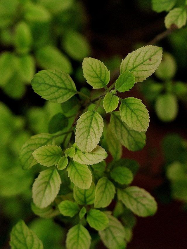 ठंड में भी हरा-भरा रहेगा तुलसी का पौधा, फॉलों करें ये आसान टिप्स