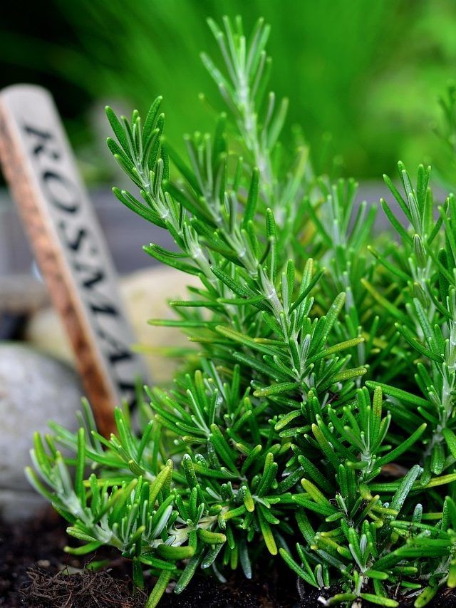 घर में उगाएं Rosemary, बस इन बातों का रखें ख्याल, सालभर रहेगी हरी-भरी