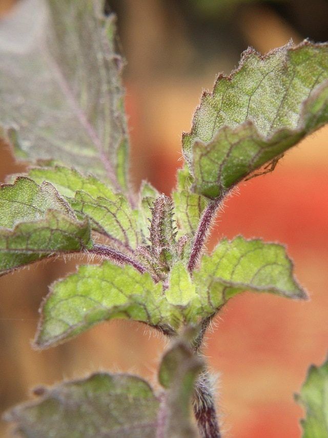 सर्दी में खराब हो जाती है तुलसी! इन बातों का रखेंगे ख्याल तो हरा-भरा रहेगा पौधा