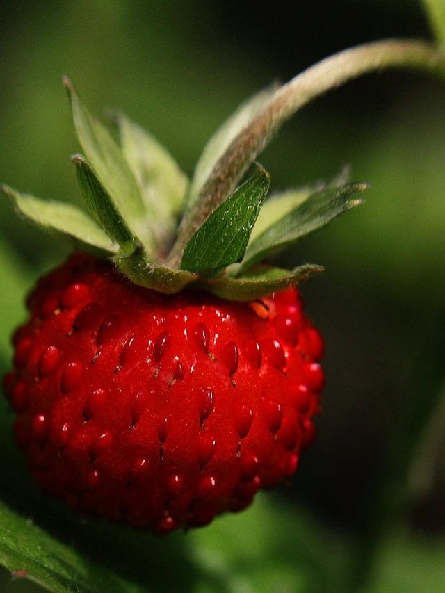 घर पर उगाएं रसीली स्ट्रॉबेरी, बेहद आसान है तरीका, जानें स्टेप बाय स्टेप प्रोसेस