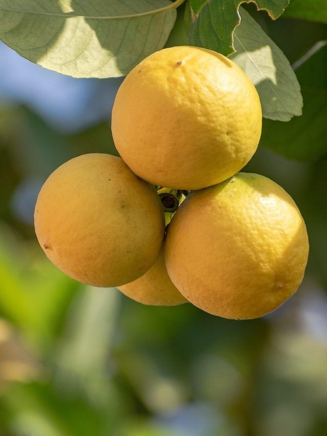 गमले में लगाएं नींबू का पौधा, आसान है तरीका, बस इन बातों का रखें ख्याल