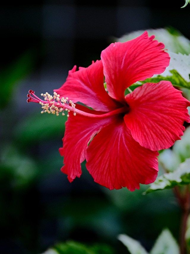 सर्दियों में खराब न हो जाए गुड़हल का पौधा, फॉलो करें ये केयरिंग टिप्स