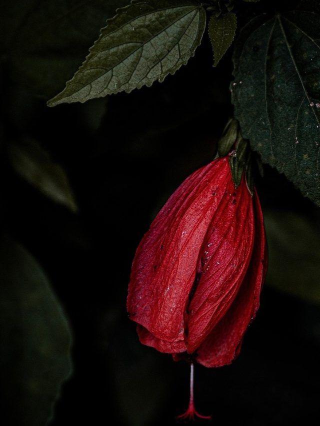 गुड़हल के पौधे पर नहीं आ रहे फूल? अपनाएं ये टिप्स, फूलों से लद जाएगा प्लांट