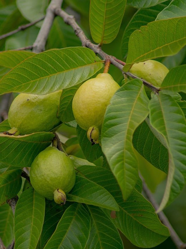 No pills, just leaves—how guava is rewriting the rules of natural detox