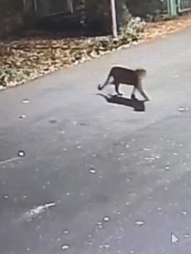 IIT मुंबई कैंपस में दिखा तेंदुआ! CCTV कैमरे में कैद, डर और दहशत का माहौल