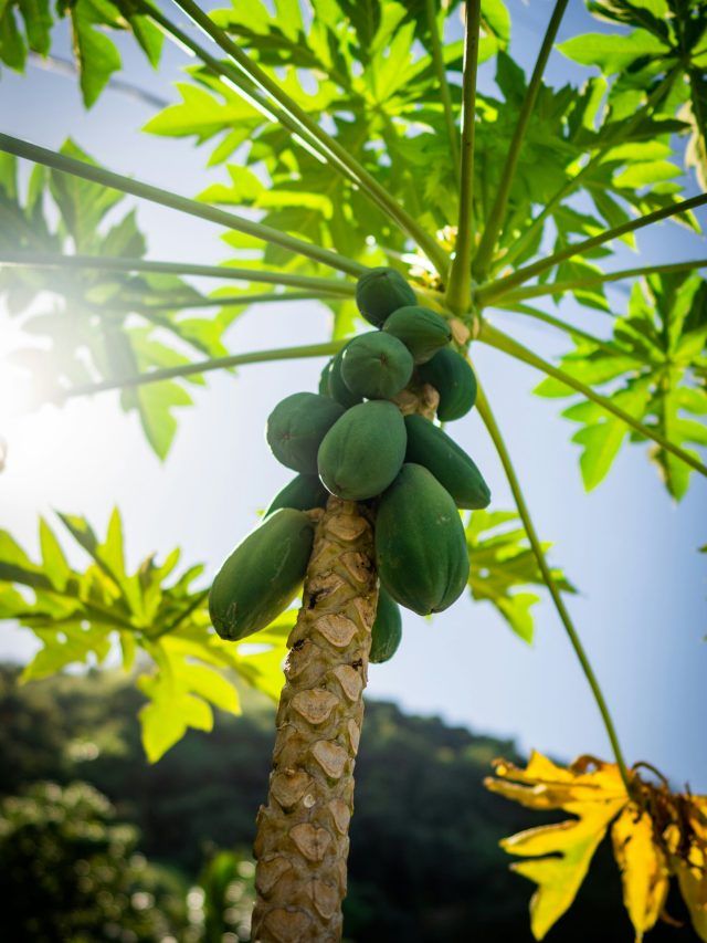 पपीते के दुश्मन हैं ये कीट और रोग, बचाव के लिए तुरंत करें ये उपाय