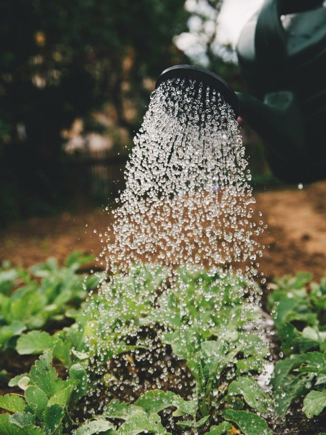 ठंड के मौसम में पौधों को कब और कितना दें पानी, जान लीजिए