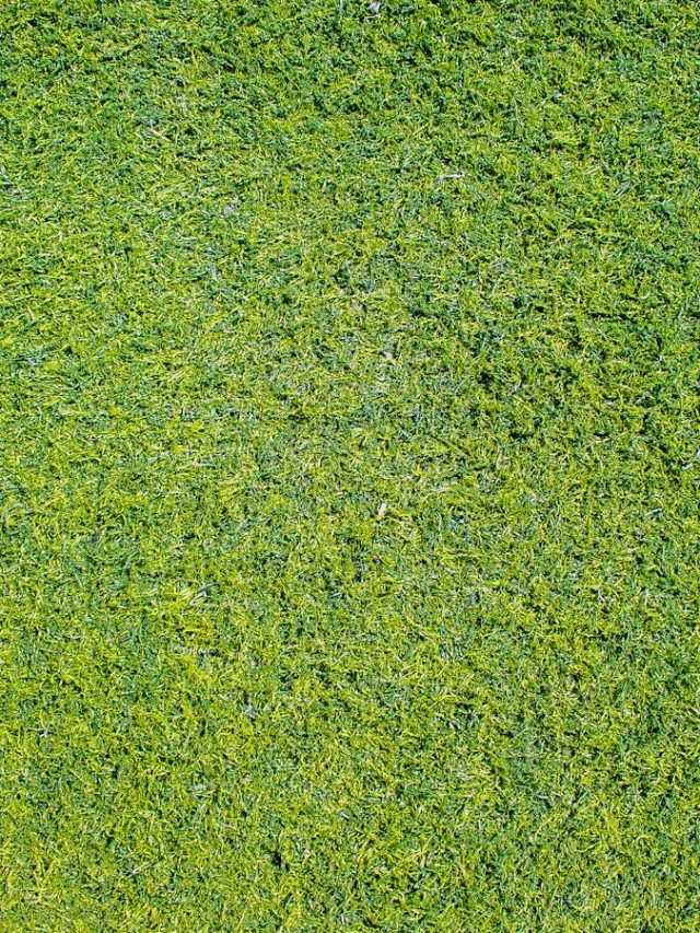 पतझड़ और सर्दियों की आहट में क्या सूखने लगी आपके लॉन की घास?