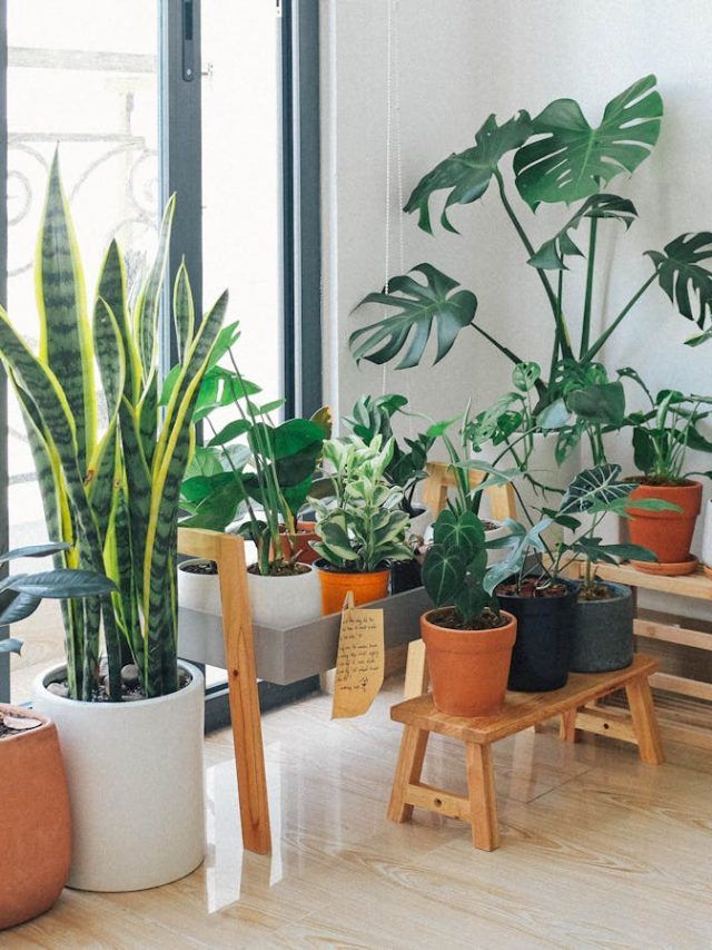 दिवाली से पहले घर में लगाएं ये पौधे, पटाखों के प्रदूषण से मिलेगी राहत!