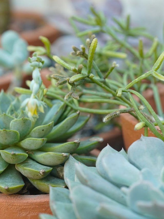 Indoor Plants को कब देना चाहिए पानी? जान लें सही समय