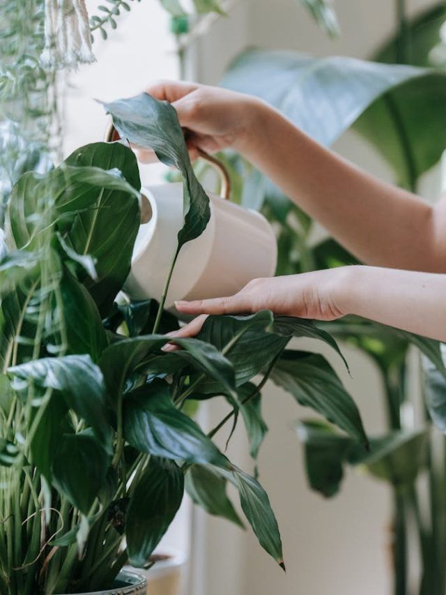 Indoor Plants को पानी देने का सही समय क्या है? यहां जानें
