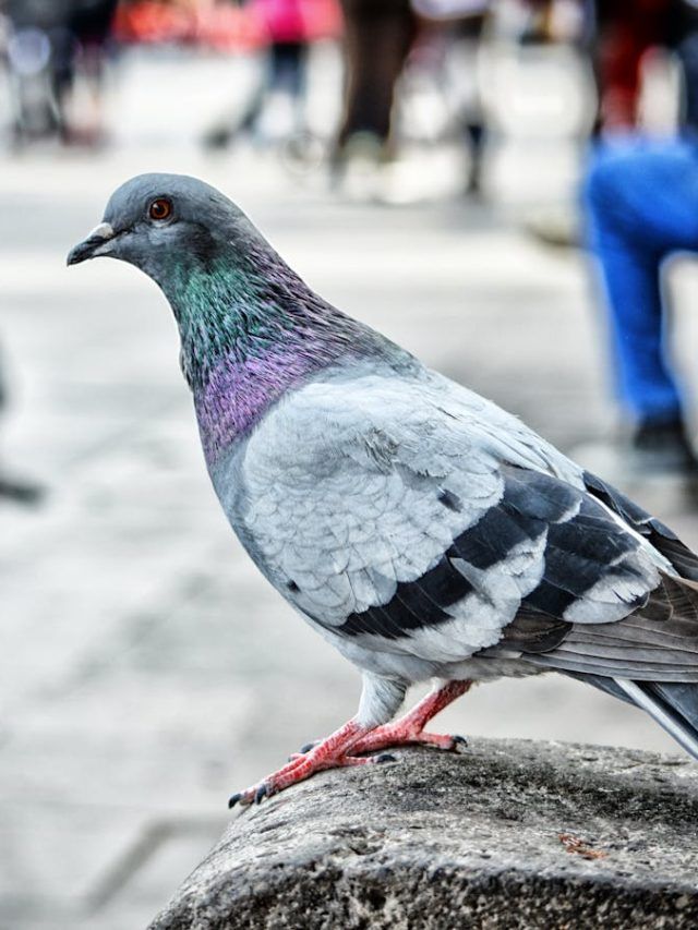 The deadly diseases nesting outside your window