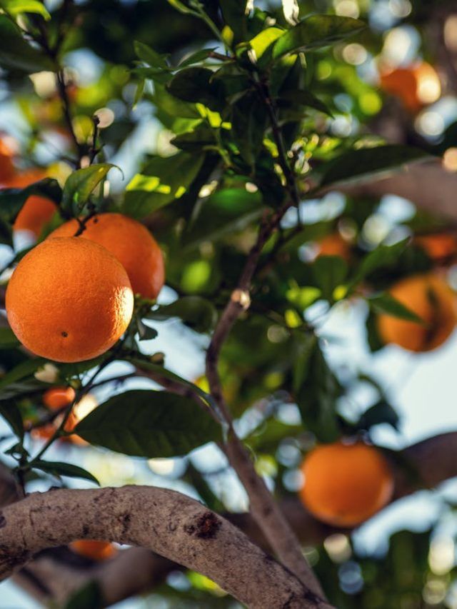 गमले में उगा सकते हैं संतरे का पेड़, आसान है तरीका