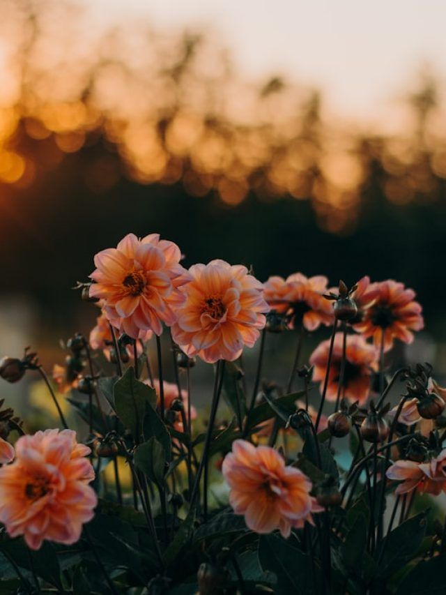 घर में जरूर लगाएं ये 4 तरह के पौधे, पूरे साल फूलों से लदे रहेंगे गमले