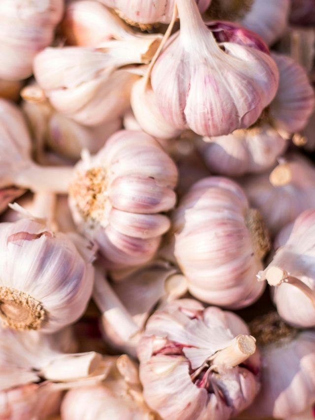 अक्टूबर में करें लहसुन की खेती, इन छोटी-छोटी बातों का रखें ध्यान