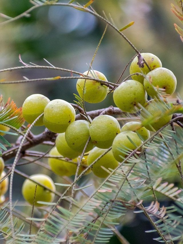 अक्षय नवमी पर घर में लगाएं आंवले का पौधा, इन बातों का रखें ध्यान