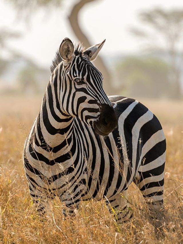 Nature’s barcode decoded — scientists finally crack the zebra’s stripy secret