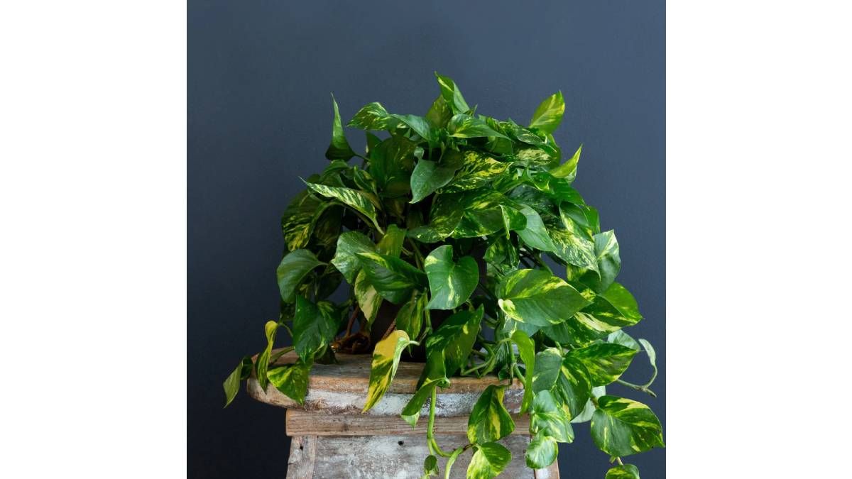 Houseplants that thrive with little water and minimal sunlight