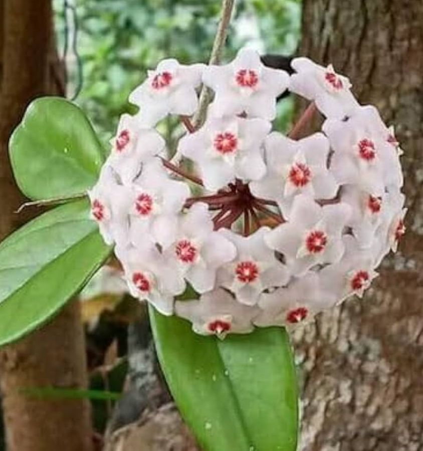 Inside the rainforest discovery shaking up Indian botany