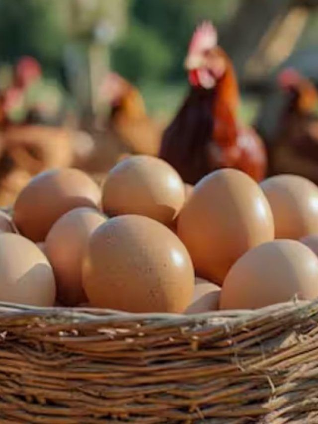 पोल्ट्री बिजनेस में चाहिए तगड़ी कमाई? करें ये जरूरी काम