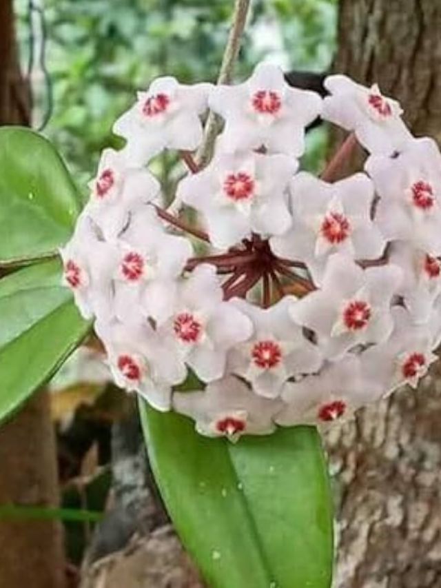 Inside the rainforest discovery shaking up Indian botany