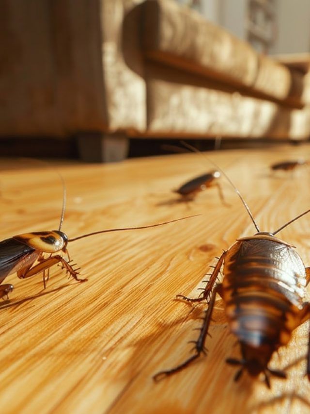 Is Your Home Safe? The Hidden Corners That Might Be Harboring Cockroaches