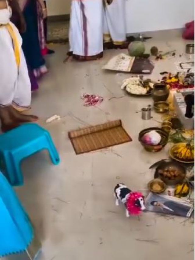 गृह-प्रवेश में असली गाय नहीं मिली, तो परिवार ने रखा गाय का खिलौना, पोस्ट वायरल