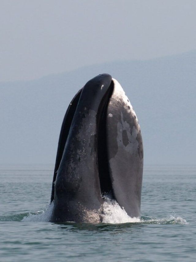Endless Survival: The 200-Year-Old Mystery of Bowhead Whales in Frozen Oceans