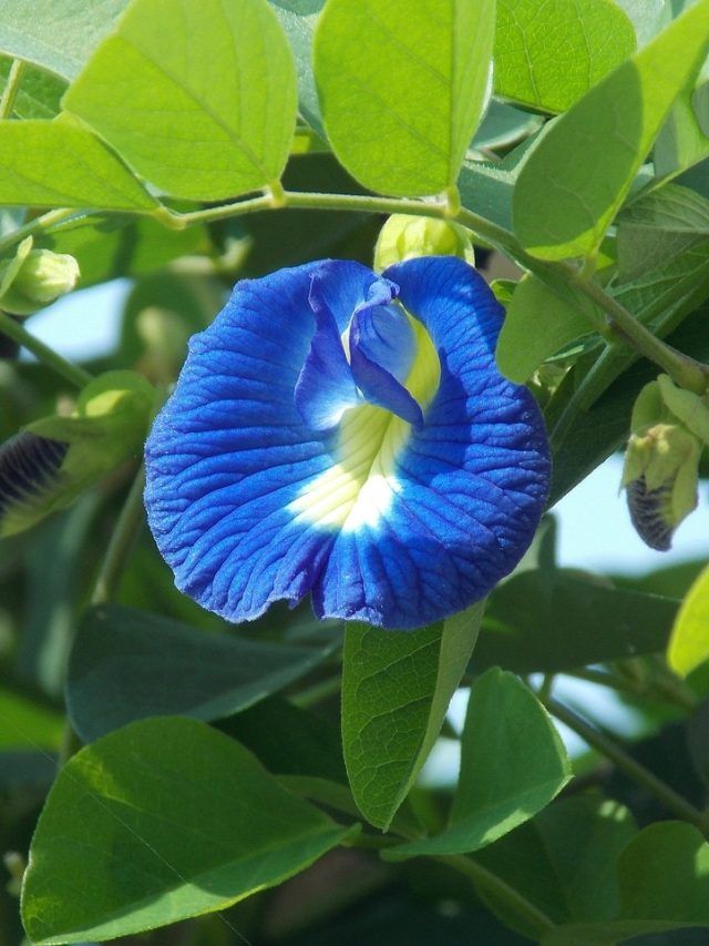 अपराजिता के पौधे में नहीं आ रहे फूल? इन 3 बातों का रखें ख्याल