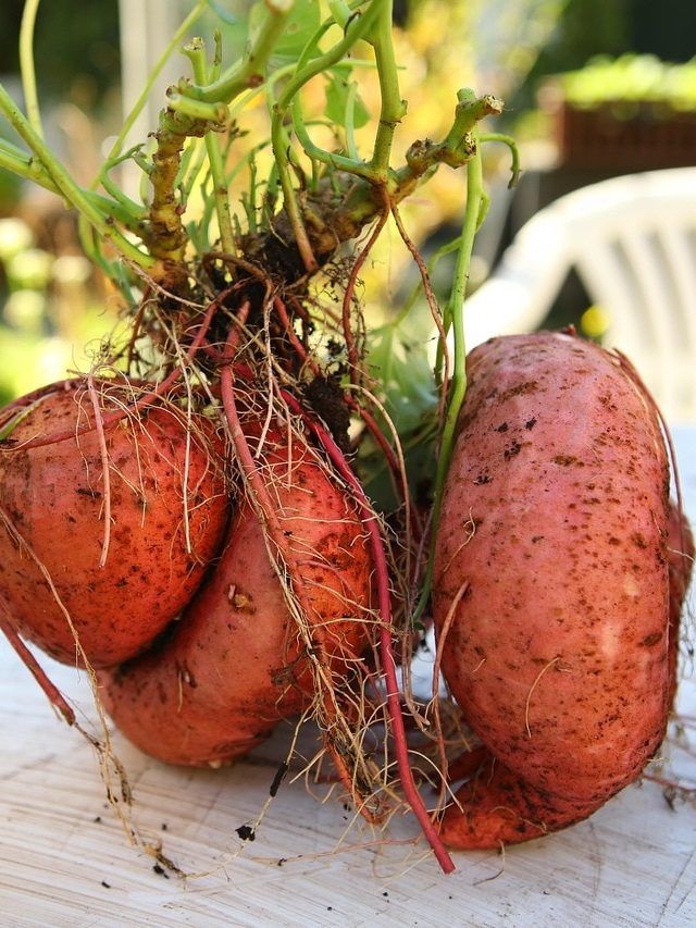 लिविंग रूम में ऐसे लगाएं शकरकंद का पौधा, सालभर मिलेगी ताज़ी फसल