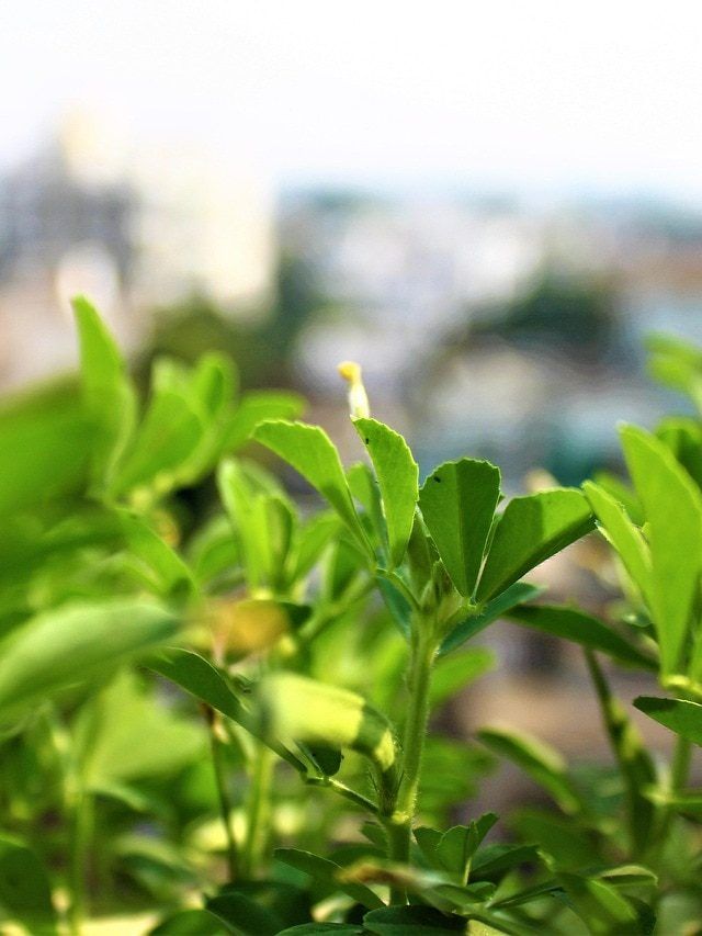 सर्दियों में लें ऑग्रेनिक मेथी का मजा, इस आसान तरीके से गमले में लगाएं