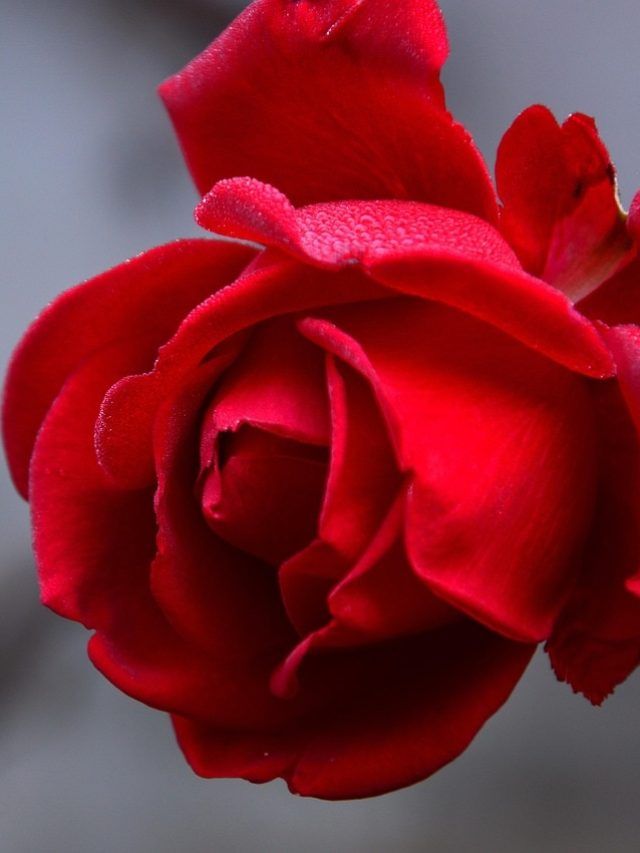 एक टहनी से उगाएं गुलाब का नया पौधा, आसान है तरीका