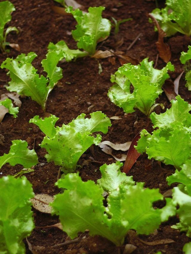 घर पर उगाएं महंगी सलाद वाला पौधा, सर्दियों के लिए बेस्ट है ये प्लांट