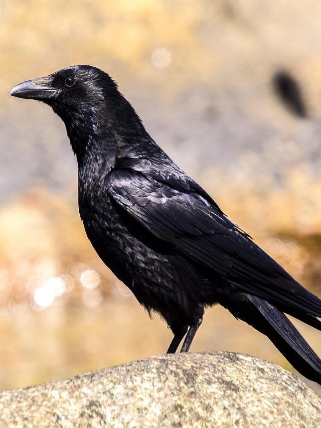 বাড়িতে সকালে ঘনঘন কাকের আনাগোনা? জানুন শুভ না অশুভ