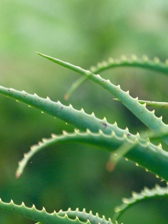 खराब हो रहा एलोवेरा का पौधा? कहीं आप तो नहीं कर रहे ये गलतियां