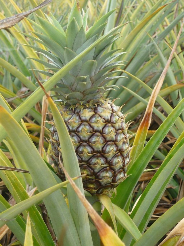 घर में Pineapple उगाना नहीं है मुश्किल, ये रहा आसान तरीका