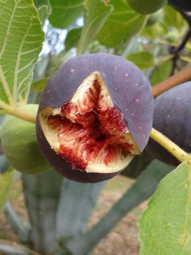 सेहत के लिए वरदान है ये महंगा फल, जानें घर में उगाने का तरीका