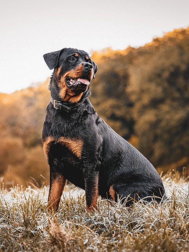 पिटबुल, रॉटवाइलर... जानिए किन कुत्तों को पालने पर है बैन?