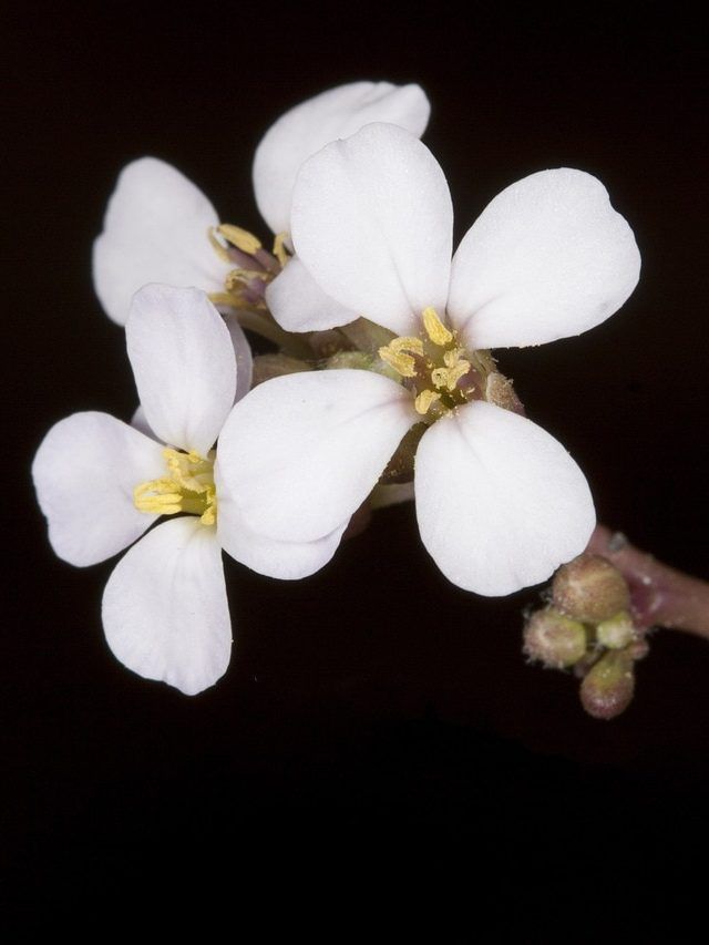 गमले में उगाएं इलाइची का पौधा, घर की हवा भी होगी खुशबूदार